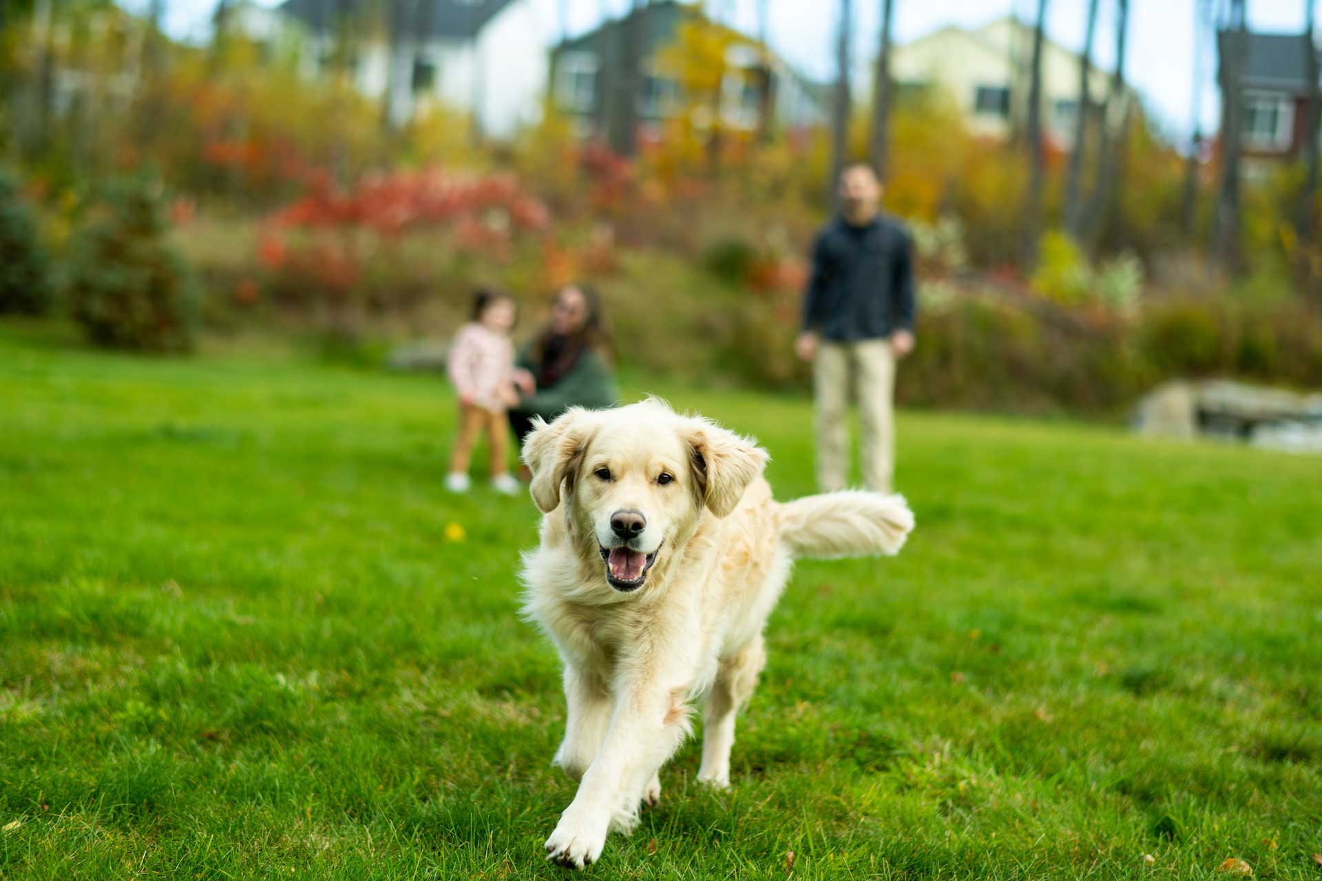 golden retriever playing in the park